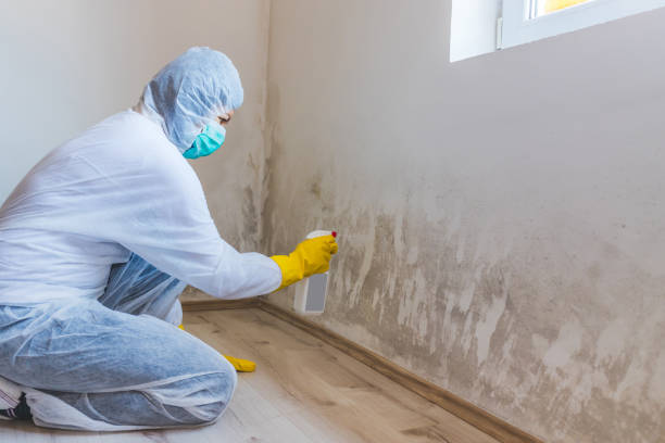 Professional mold removal team in Palm Harbor